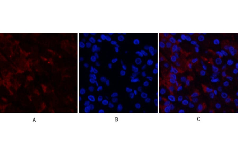 Immunofluorescence - Anti-RUNX2 Antibody (C30038) - Antibodies.com