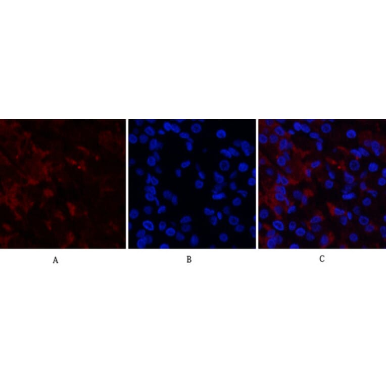 Immunofluorescence - Anti-RUNX2 Antibody (C30038) - Antibodies.com