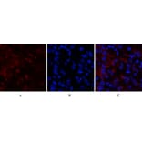 Immunofluorescence - Anti-RUNX2 Antibody (C30038) - Antibodies.com