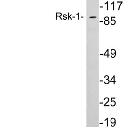 Western Blot - Anti-Rsk-1 Antibody (R12-2338) - Antibodies.com