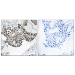 Immunohistochemistry - Anti-RSAD1 Antibody (C18142) - Antibodies.com