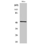 Western Blot - Anti-RSAD1 Antibody (C18142) - Antibodies.com