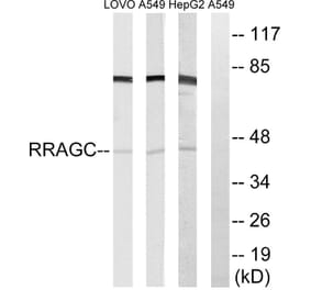 Western Blot - Anti-RRAGC Antibody (C18213) - Antibodies.com