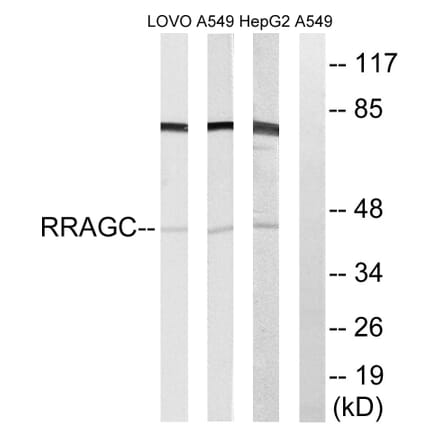 Western Blot - Anti-RRAGC Antibody (C18213) - Antibodies.com