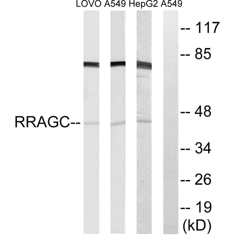Western Blot - Anti-RRAGC Antibody (C18213) - Antibodies.com