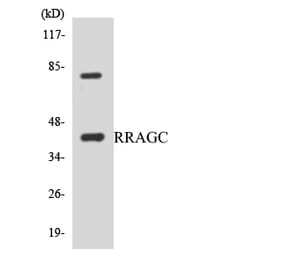 Western Blot - Anti-RRAGC Antibody (R12-3469) - Antibodies.com