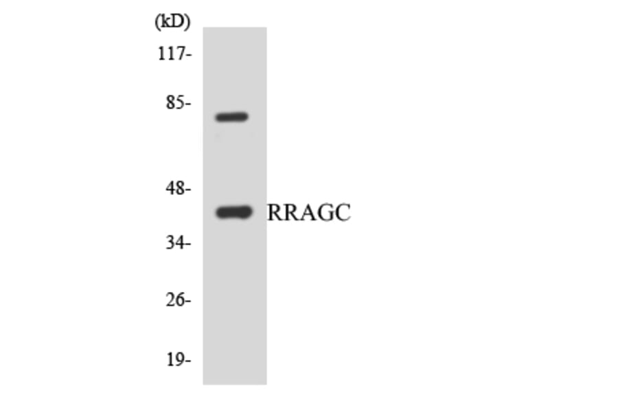 Western Blot - Anti-RRAGC Antibody (R12-3469) - Antibodies.com
