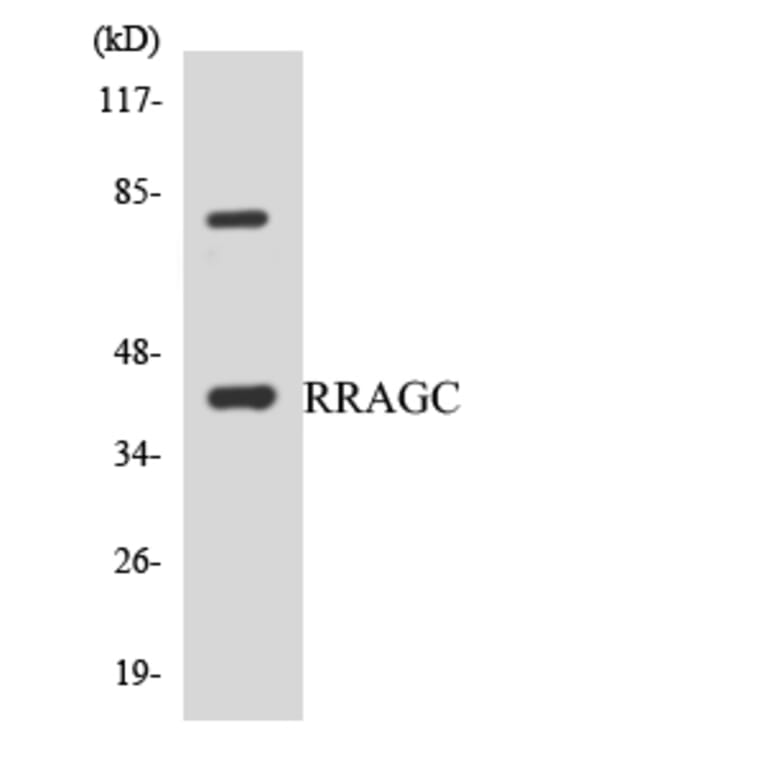 Western Blot - Anti-RRAGC Antibody (R12-3469) - Antibodies.com