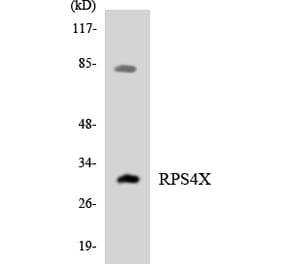 Western Blot - Anti-RPS4X Antibody (R12-3464) - Antibodies.com