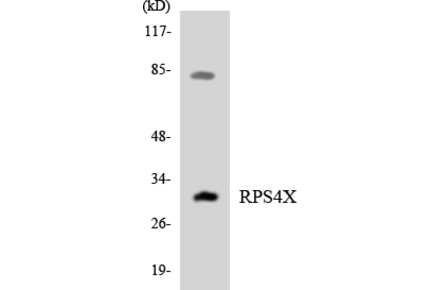 Western Blot - Anti-RPS4X Antibody (R12-3464) - Antibodies.com