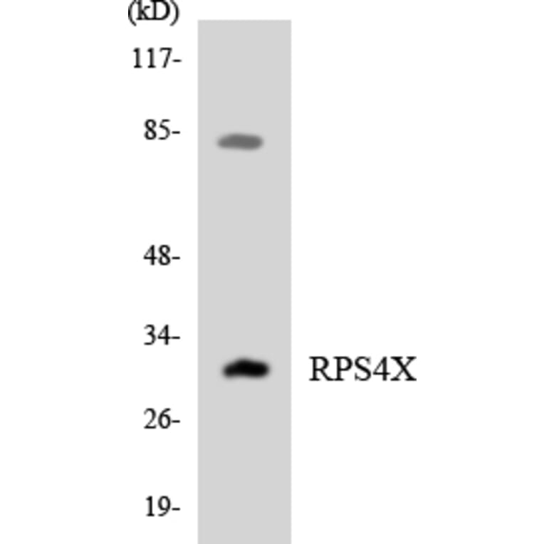Western Blot - Anti-RPS4X Antibody (R12-3464) - Antibodies.com