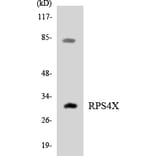 Western Blot - Anti-RPS4X Antibody (R12-3464) - Antibodies.com