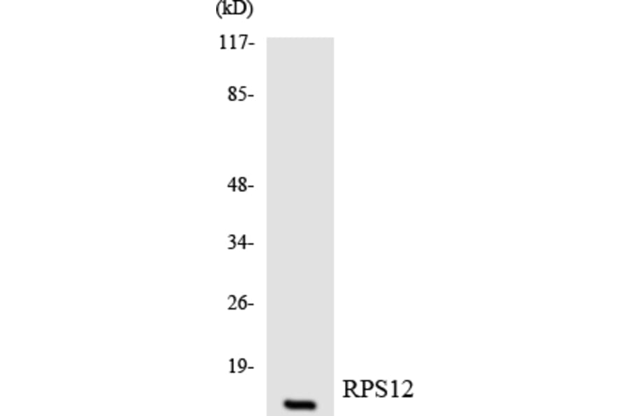 Western Blot - Anti-RPS12 Antibody (R12-3461) - Antibodies.com