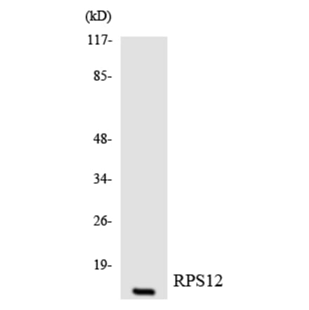 Western Blot - Anti-RPS12 Antibody (R12-3461) - Antibodies.com