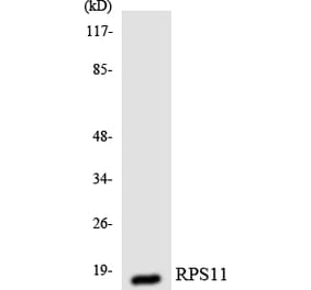 Western Blot - Anti-RPS11 Antibody (R12-3460) - Antibodies.com