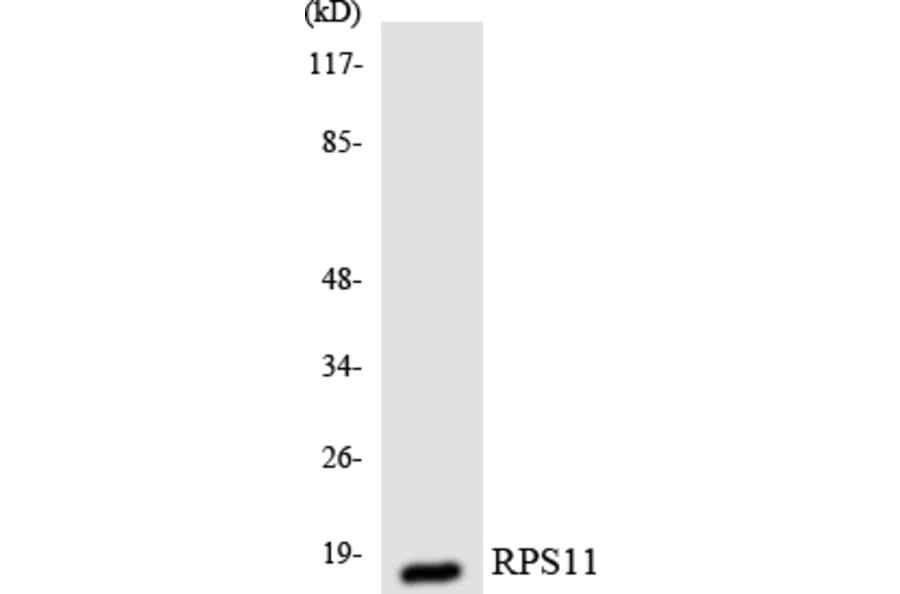 Western Blot - Anti-RPS11 Antibody (R12-3460) - Antibodies.com