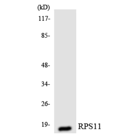 Western Blot - Anti-RPS11 Antibody (R12-3460) - Antibodies.com