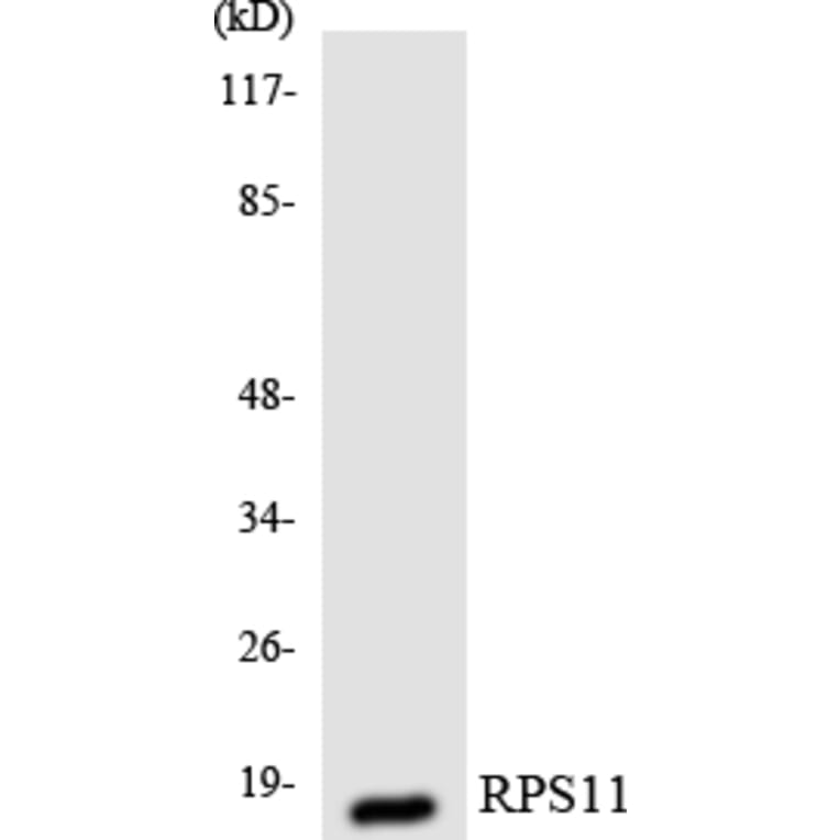Western Blot - Anti-RPS11 Antibody (R12-3460) - Antibodies.com