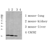 Western Blot - Anti-RPL35 Antibody (C14173) - Antibodies.com