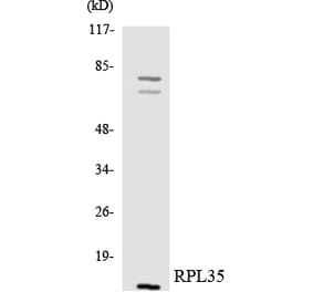 Western Blot - Anti-RPL35 Antibody (R12-3457) - Antibodies.com