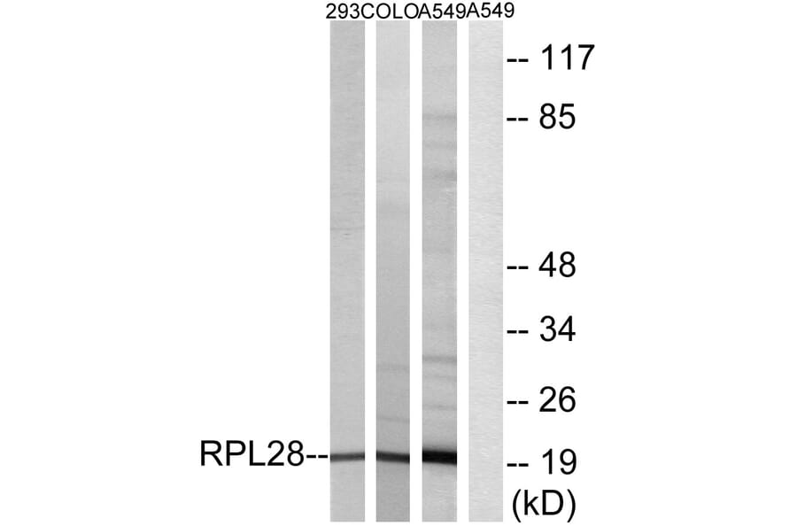 Western Blot - Anti-RPL28 Antibody (C14166) - Antibodies.com