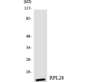 Western Blot - Anti-RPL28 Antibody (R12-3454) - Antibodies.com