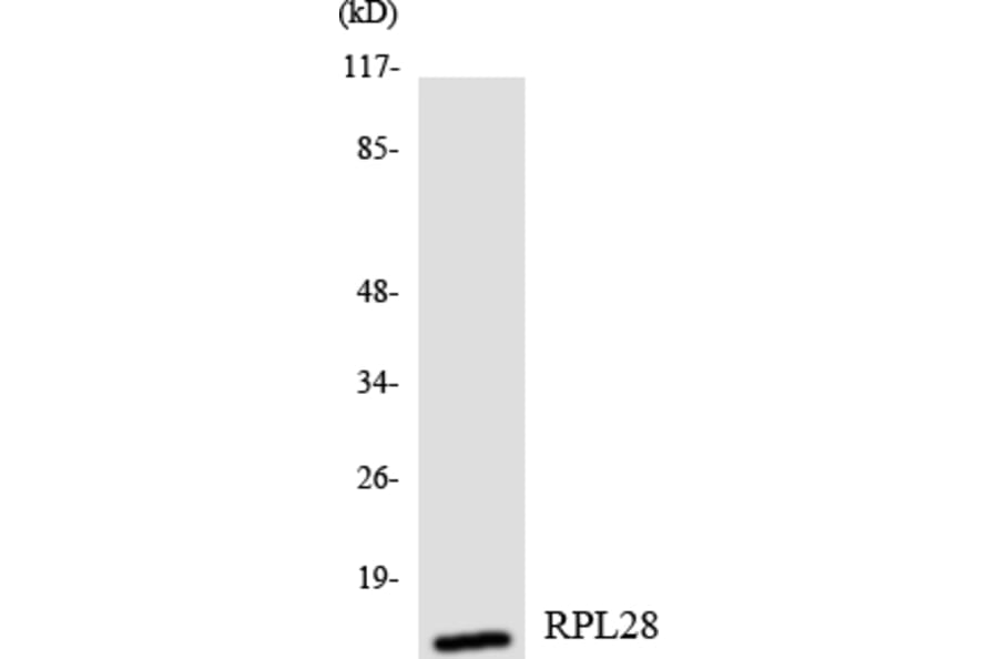 Western Blot - Anti-RPL28 Antibody (R12-3454) - Antibodies.com