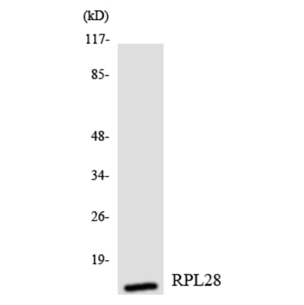 Western Blot - Anti-RPL28 Antibody (R12-3454) - Antibodies.com