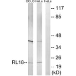 Western Blot - Anti-RPL18 Antibody (C14154) - Antibodies.com