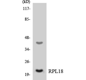 Western Blot - Anti-RPL18 Antibody (R12-3453) - Antibodies.com