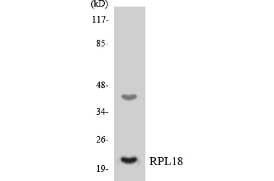 Western Blot - Anti-RPL18 Antibody (R12-3453) - Antibodies.com