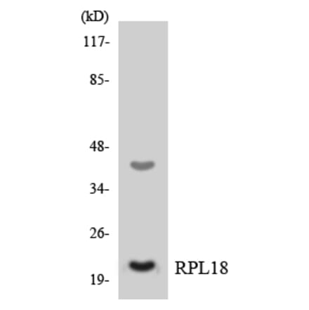 Western Blot - Anti-RPL18 Antibody (R12-3453) - Antibodies.com