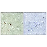 Immunohistochemistry - Anti-RPL15 Antibody (C14152) - Antibodies.com