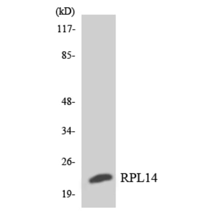 Western Blot - Anti-RPL14 Antibody (R12-3452) - Antibodies.com