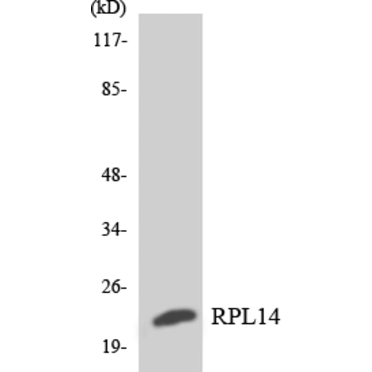 Western Blot - Anti-RPL14 Antibody (R12-3452) - Antibodies.com