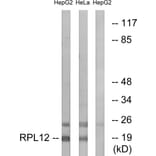 Western Blot - Anti-RPL12 Antibody (C14148) - Antibodies.com