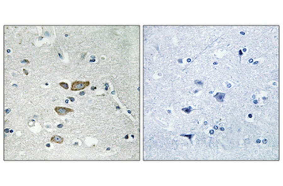 Immunohistochemistry - Anti-RPL12 Antibody (C14148) - Antibodies.com