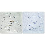 Immunohistochemistry - Anti-RPL12 Antibody (C14148) - Antibodies.com