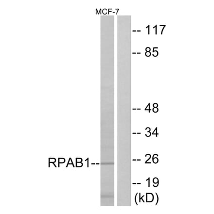 Western Blot - Anti-RPAB1 Antibody (C15486) - Antibodies.com