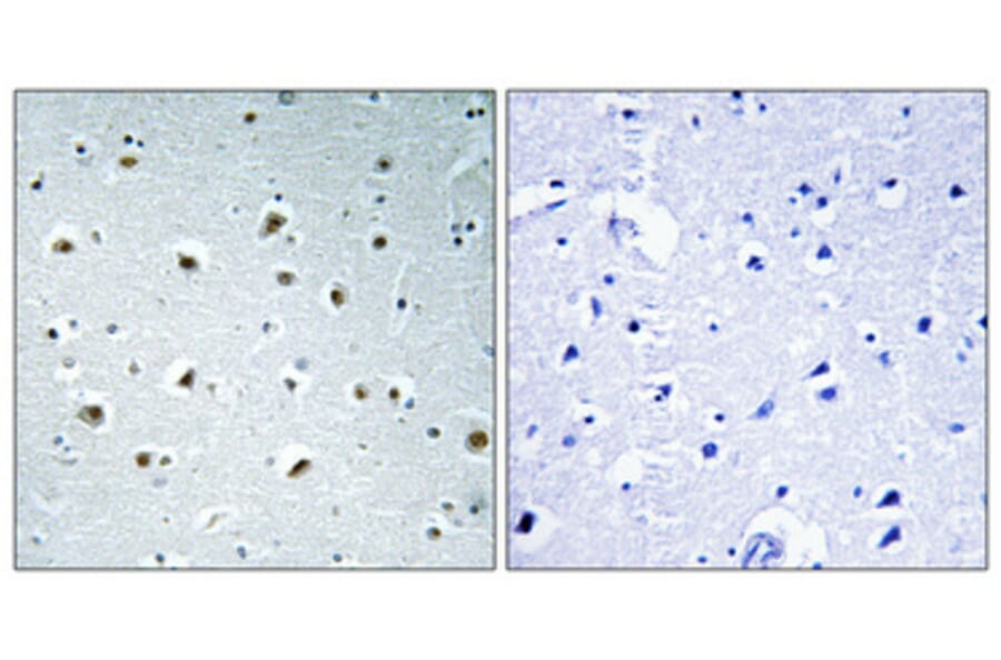 Immunohistochemistry - Anti-RPAB1 Antibody (C15486) - Antibodies.com