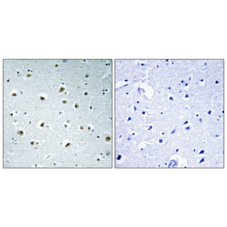 Immunohistochemistry - Anti-RPAB1 Antibody (C15486) - Antibodies.com