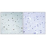 Immunohistochemistry - Anti-RPAB1 Antibody (C15486) - Antibodies.com