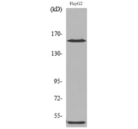 Western Blot - Anti-ROCK2 Antibody (C30123) - Antibodies.com