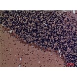 Immunohistochemistry - Anti-ROCK2 Antibody (C30123) - Antibodies.com