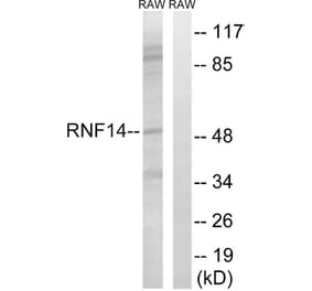 Western Blot - Anti-RNF14 Antibody (C15573) - Antibodies.com