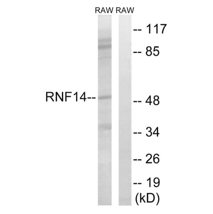 Western Blot - Anti-RNF14 Antibody (C15573) - Antibodies.com