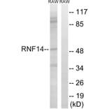 Western Blot - Anti-RNF14 Antibody (C15573) - Antibodies.com