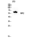 Western Blot - Anti-RIPK2 Antibody (B8180) - Antibodies.com