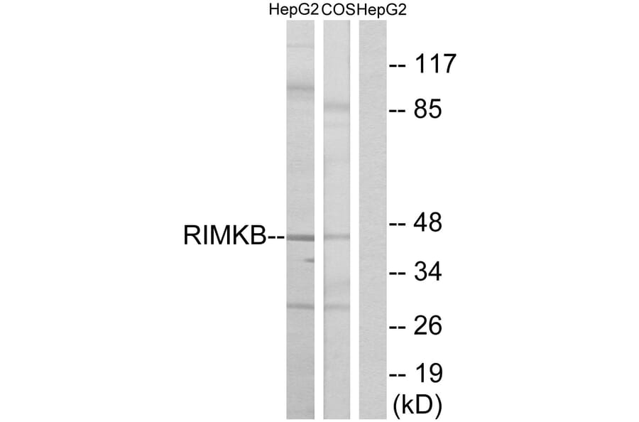 Western Blot - Anti-RIMKB Antibody (C18432) - Antibodies.com