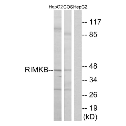 Western Blot - Anti-RIMKB Antibody (C18432) - Antibodies.com